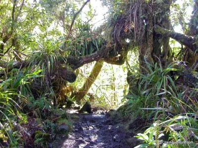 03-La-Forêt-Primaire-de-Bélouve-Randonnee-La-Reunion.webp